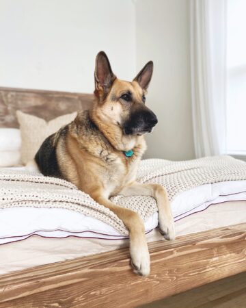 Picture of a german shepherd dog lying on a bed.